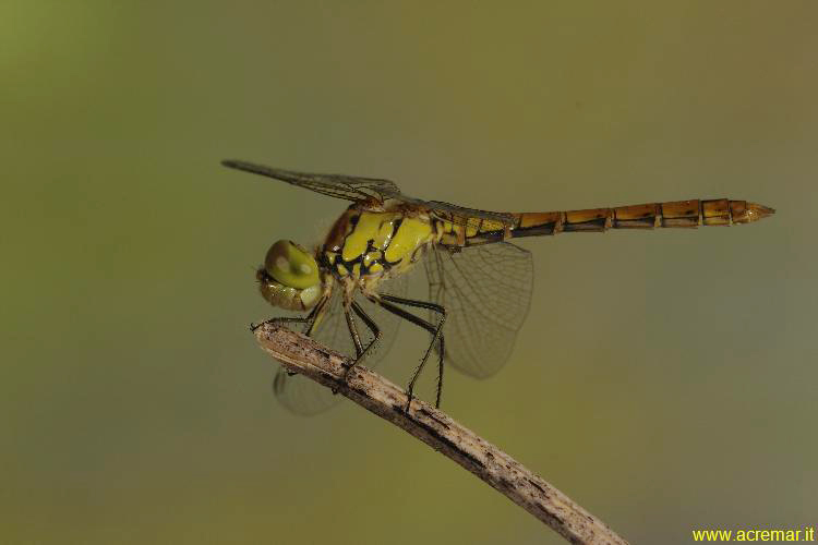 Sympetrum Striolatum (immaturo)